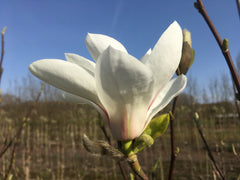 Magnolia 'Angels Landing'