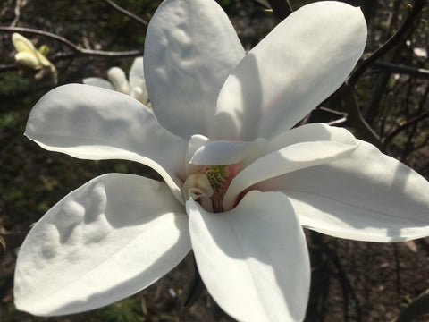 Magnolia 'Angels Landing'