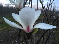 Magnolia 'Angels Landing'