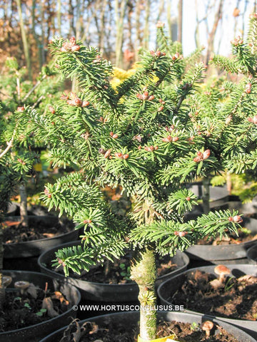 Abies balsamea 'Piccolo'