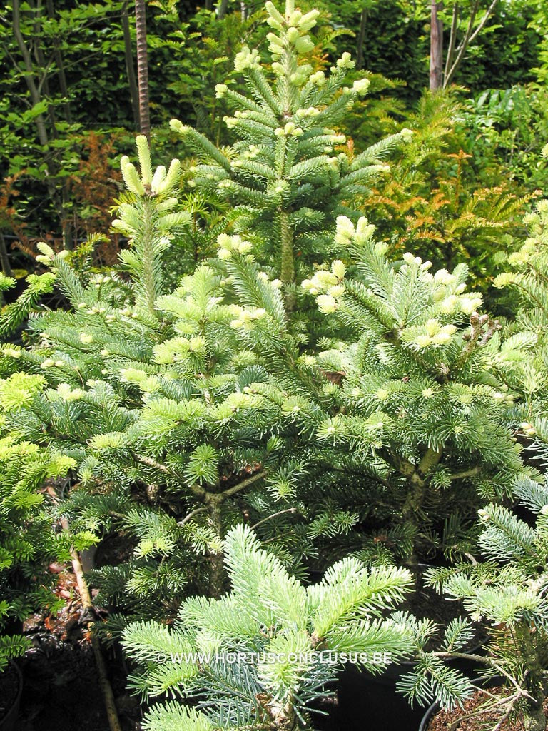 Abies lasiocarpa 'Compacta' - Konifeer - Hortus Conclusus  - 1