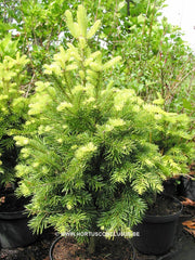 Abies lasiocarpa 'Green Globe' - Konifeer - Hortus Conclusus  - 1