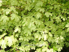 Acer campestre 'Pulverulentum' - Sierboom - Hortus Conclusus  - 2