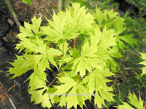 Acer platanoides 'Palmatifidum'