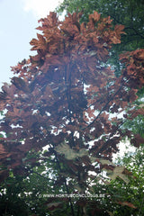 Acer pseudoplatanus 'Esk Sunset' - Sierboom - Hortus Conclusus  - 3
