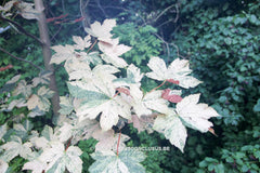 Acer pseudoplatanus 'Esk Sunset' - Sierboom - Hortus Conclusus  - 4