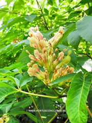 Aesculus flava 'Vestita' - Sierboom - Hortus Conclusus  - 2