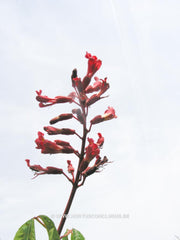 Aesculus pavia 'Atrosanguinea' - Sierboom - Hortus Conclusus  - 7