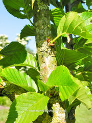 Betula medwediewii 'Gold Bark' - Sierboom - Hortus Conclusus  - 5