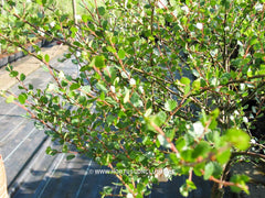 Betula nana - Sierboom - Hortus Conclusus  - 2