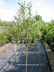 Betula nana - Sierboom - Hortus Conclusus  - 3