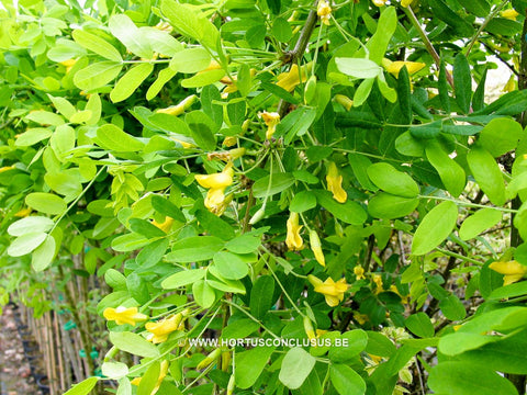 Caragana arborescens 'Pendula'