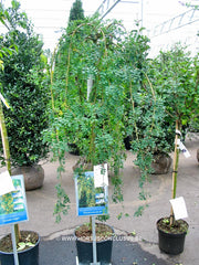 Caragana arborescens 'Pendula' - Sierboom - Hortus Conclusus  - 4