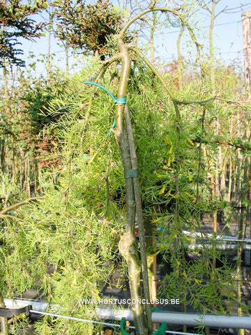 Caragana arborescens 'Walker'