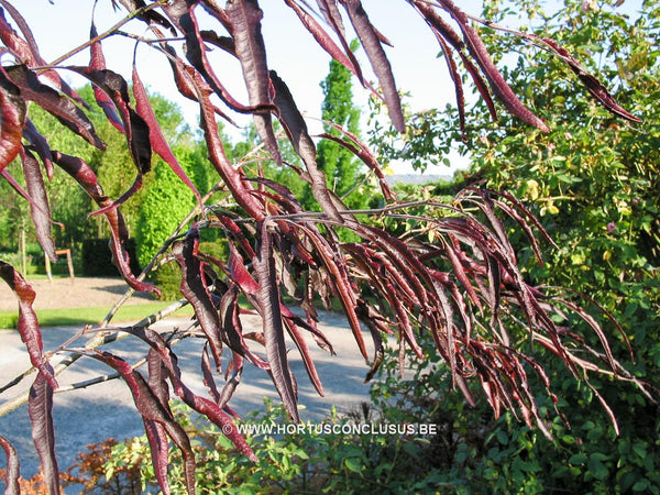 Fagus sylvatica 'Ansorgei' – Boomkwekerij Hortus Conclusus