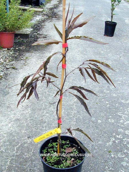 Fagus sylvatica 'Ansorgei' – Boomkwekerij Hortus Conclusus