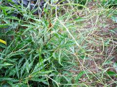 Fagus sylvatica 'Aspleniifolia' - Sierboom - Hortus Conclusus  - 2