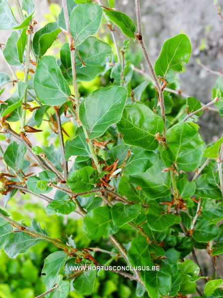Fagus sylvatica 'Cockleshell' – Boomkwekerij Hortus Conclusus
