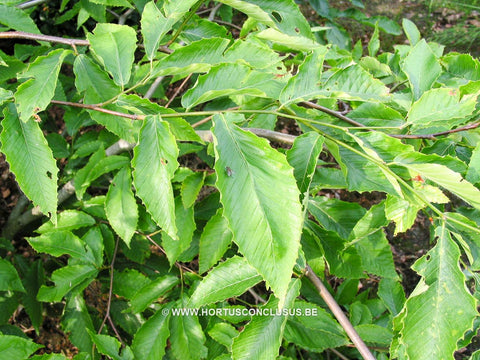Fagus sylvatica 'Grandifolia'