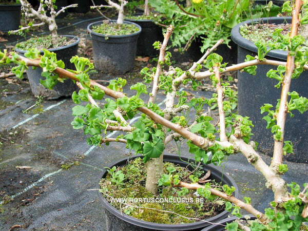 Ginkgo biloba 'Troll' – Boomkwekerij Hortus Conclusus
