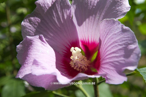 Hibiscus x ‘Bultinck's Purple’