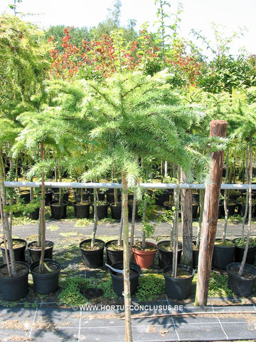 Larix decidua 'Corley'