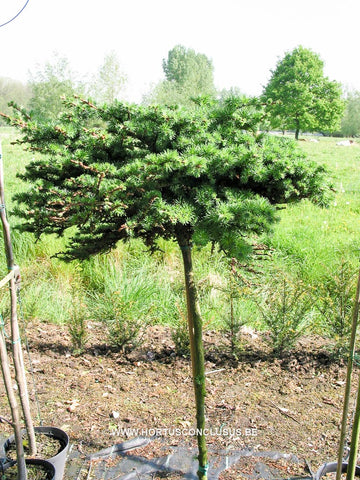 Larix decidua 'Globus'