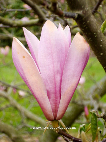 Magnolia 'Ann'