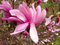 Magnolia 'Ann' - Sierboom - Hortus Conclusus  - 6