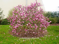 Magnolia 'Ann' - Sierboom - Hortus Conclusus  - 7