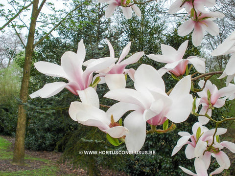 Magnolia 'Anne Rosse'