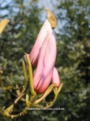 Magnolia 'Anne Rosse' - Sierboom - Hortus Conclusus  - 2