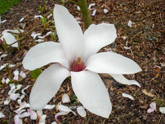 Magnolia 'Anne Rosse' - Sierboom - Hortus Conclusus  - 6
