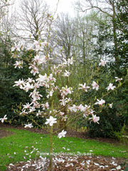 Magnolia 'Anne Rosse' - Sierboom - Hortus Conclusus  - 9