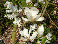 Magnolia 'Anticipation' - Sierboom - Hortus Conclusus  - 3