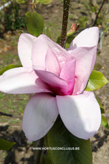 Magnolia 'Apollo' - Sierboom - Hortus Conclusus  - 2