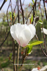 Magnolia 'Asian Artistry' - Sierboom - Hortus Conclusus  - 4