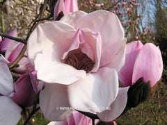 Magnolia 'Atlas' - Sierboom - Hortus Conclusus  - 2