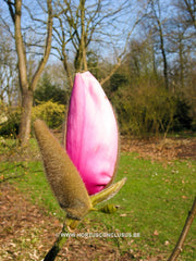 Magnolia 'Atlas' - Sierboom - Hortus Conclusus  - 4
