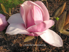Magnolia 'Atlas' - Sierboom - Hortus Conclusus  - 5