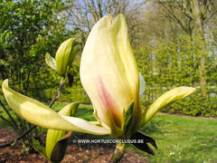 Magnolia 'Banana Split' - Sierboom - Hortus Conclusus  - 2