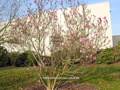 Magnolia 'Betty' - Sierboom - Hortus Conclusus  - 5
