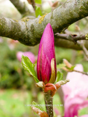 Magnolia 'Betty' - Sierboom - Hortus Conclusus  - 6