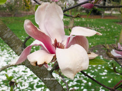 Magnolia 'Big Dude' - Sierboom - Hortus Conclusus  - 4