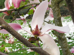 Magnolia 'Big Dude' - Sierboom - Hortus Conclusus  - 8