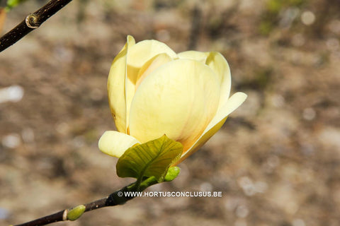 Magnolia 'Buttercup'