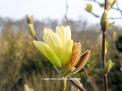 Magnolia 'Butterflies' - Sierboom - Hortus Conclusus  - 5