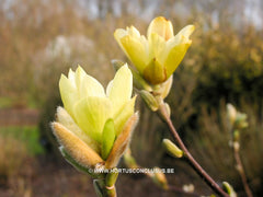 Magnolia 'Butterflies' - Sierboom - Hortus Conclusus  - 6