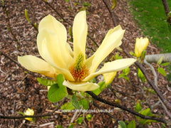 Magnolia 'Butterflies' - Sierboom - Hortus Conclusus  - 8
