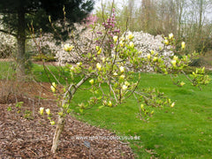 Magnolia 'Butterflies' - Sierboom - Hortus Conclusus  - 10